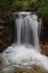 Fototapeta premium landscape forest in trentino with dolomiti mountain