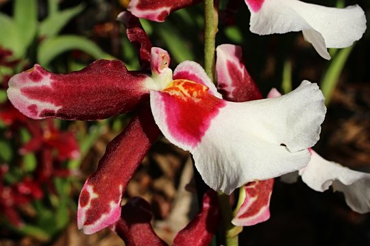 Orchid flower with large white lip petal, Oncidiinae hybrid subtype, commercial name Cambria.