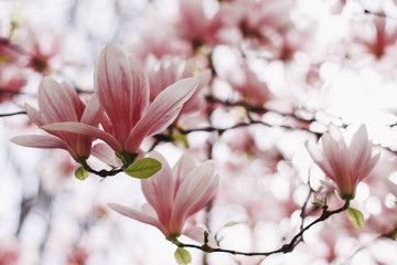 Pink or white flowers of blossoming magnolia tree (Magnolia denudata) in the springtime