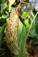 Tropical carnivorous Nepenthes family pitcher plant with patchy pitcher cup