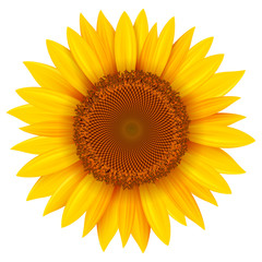 Sunflower isolated, vector summer flower.