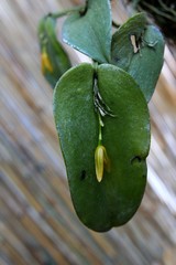 Tiny yellow flower of Pleurothallis, also called bonnet orchid plant, rotan wall in background