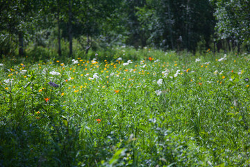 beautiful blooming meadow on a summer day