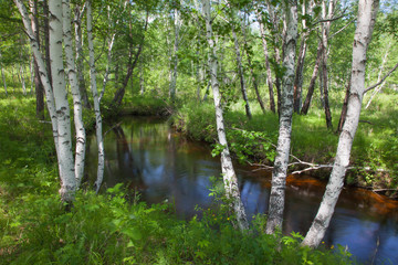 beautiful shady stream in a birch grove, forest stream 