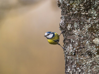 Blaumeise am Baum