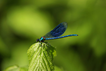 Detailed macro image of dragonfly on green plant