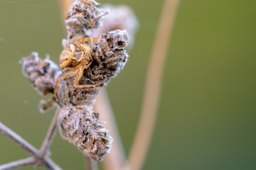 Araigné sur plante sechée