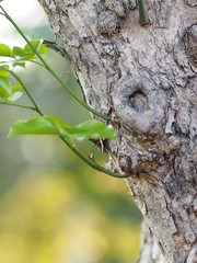 leaves Soft branch wood shoots from the trunk tree on blur background space for write