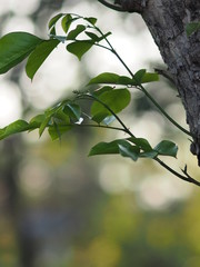 leaves Soft branch wood shoots from the trunk tree on blur background space for write