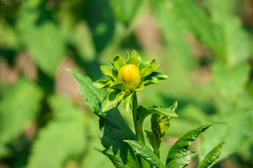 A Dahlia Flower Bud in the Garden