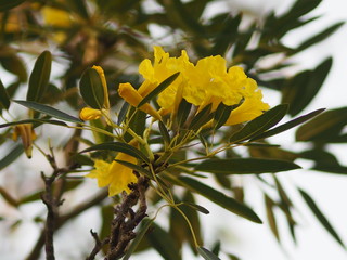 oleander Apocynaceae Oleander Sweet Oleander Rose Bay yellow Flower beautiful in nature