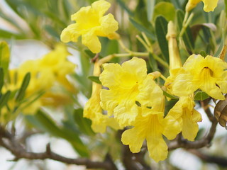 Nerium oleander Apocynaceae Oleander Sweet Oleander Rose Bay yellow Flower beautiful in nature