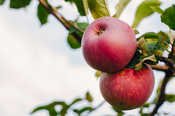 Branch of red apples