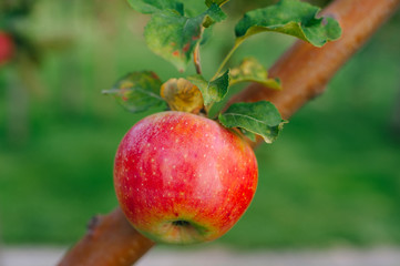 Branch of red apples
