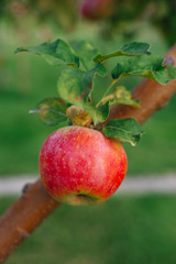 Branch of red apples