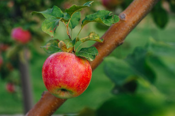 Branch of red apples.