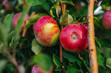 Branch of red apples