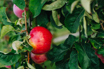 Branch of red apples