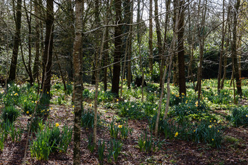old park area overgrown as forest; yellow and white wild daffodils grow between trees in spring; sunlight shines in the forest