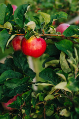 Branch of red apples