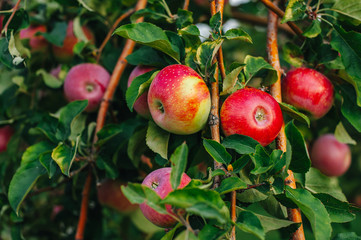 Branch of red apples.