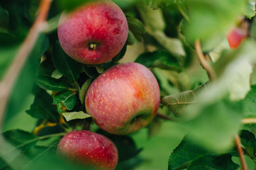 Branch of red apples