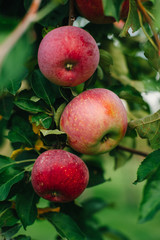 Branch of red apples