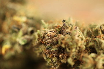 medical cannabis marijuana in a glass jar