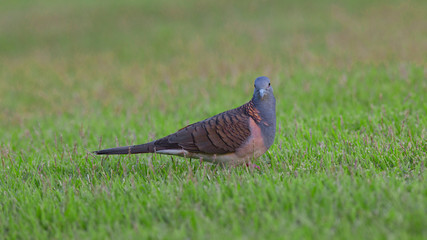 Oiseau pigeon sur une pelouse d'un jardin de Darwin dans les Territoires du Nord de l'Australie.