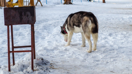 dog siberian husky © DmitryDolgikh