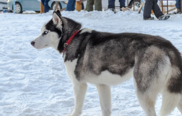 dog siberian husky