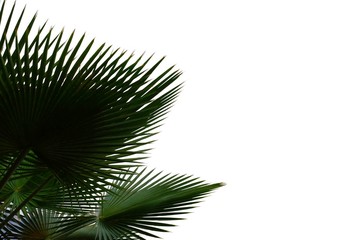 Tropical palm leaves on white isolated background for green foliage backdrop 