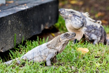 A scaley iguana and it’s mate basking on the grass in the sun and shadows on the Yacatan in the Riviera in Mexico looking for food
