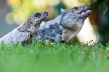 A scaley iguana and it’s mate basking on the grass in the sun and shadows on the Yacatan in the Riviera in Mexico looking for food