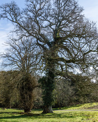 Obraz premium spring, sunny day, very big tree without leaves, and the whole trunk and the branches have grown with green ivy