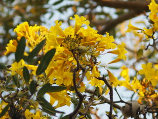 oleander Apocynaceae Oleander Sweet Oleander Rose Bay yellow Flower beautiful in nature