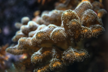 Underwater photo, close up of coral emiting fluorescent light. Abstract marine background.