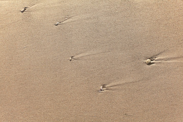 A few small pebbles in wet sand of a beach, lit by evening sun.