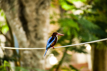kingfisher