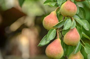 Close up of bunch of ripe juicy pears growing on the tree.