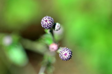 Lila Knospen