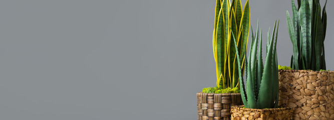Snake plants in pots on grey background