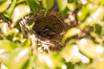 yellow vented bulbul two squab chick birds three days old without feathers in the nest 