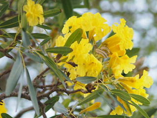 oleander in full bloom Apocynaceae Oleander Sweet Oleander Rose Bay yellow Flower blossom beautiful in nature