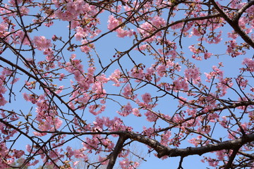 In Japan, cherry blossoms of early-bloom variety are in full bloom.