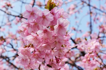 In Japan, cherry blossoms of early-bloom variety are in full bloom.