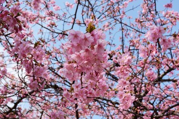 In Japan, cherry blossoms of early-bloom variety are in full bloom.