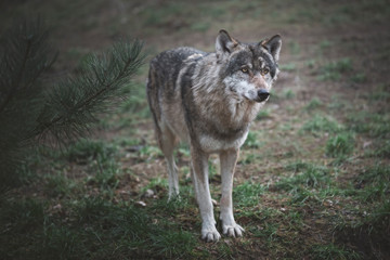 Naklejka na ściany i meble Europäischer Grauwolf Canis lupus lupus