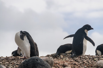 Fototapeta premium Adelie Penguins on Paulet Island