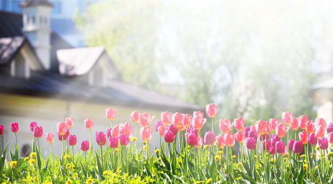 A flower bed with pink and purple tulips in the rays of sunlight against the backdrop of a beautiful white house with a sloping roof. Gardening, panoramic view